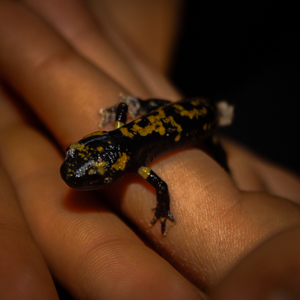 Ceada - Escuteiros de Setúbal