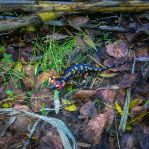Ceada - Escuteiros de Setúbal
