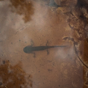 Ceada - Escuteiros de Setúbal