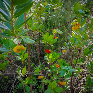 Ceada - Escuteiros de Setúbal